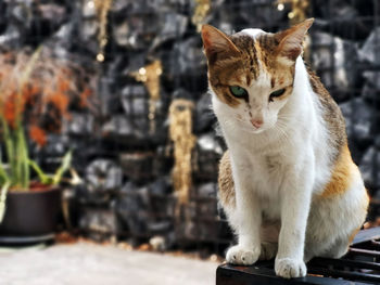 Portrait of cat sitting outdoors