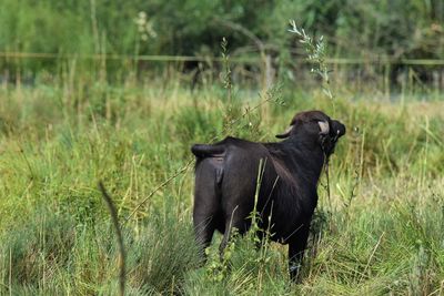 Buffalo on field