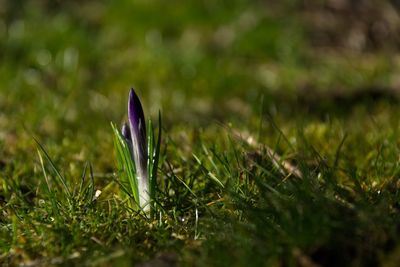 Close-up of grass growing in field