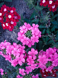 High angle view of pink flowers