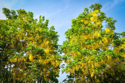 Low angle view of trees against sky