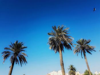 Low angle view of palm trees against clear blue sky