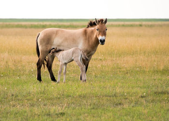 Horses standing in a field