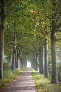 Narrow pathway along trees