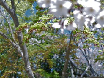 Low angle view of flower tree