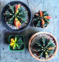 High angle view of potted plant on table
