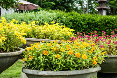 Flowers in garden