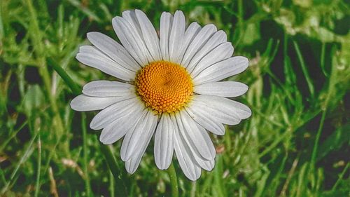 Close-up of flower blooming outdoors