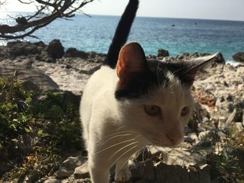 Close-up of rabbit by sea against sky