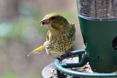 Portrait of a greenfinch on a bird feeder 