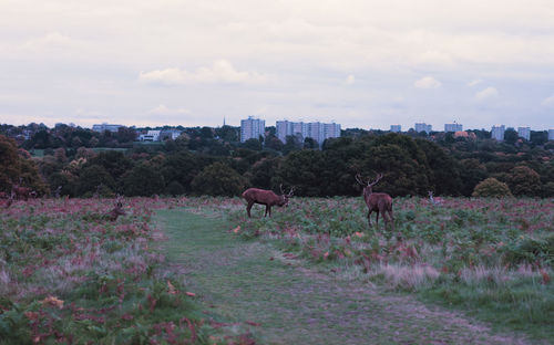 Sheep grazing on field