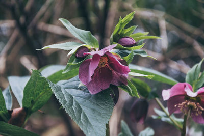 Close-up of pink flowering plant