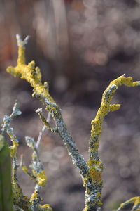 Close-up of lichen covered on dead plant