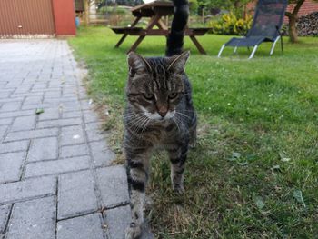 Portrait of cat on footpath