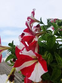 Close-up of red hibiscus flower against sky