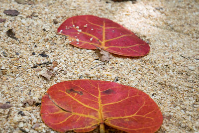 Close-up of autumn leaf on sand