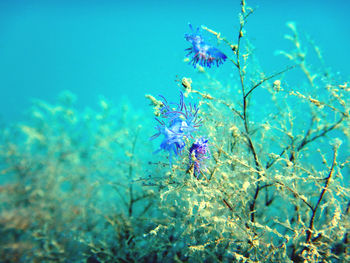 View of flowering plant against blue sea