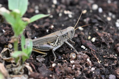 Close-up of grasshopper on land