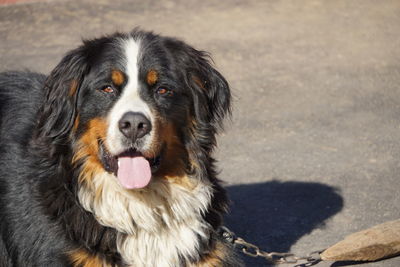 Close-up portrait of a dog