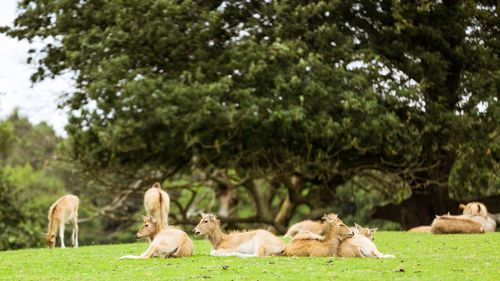 Flock of sheep on tree