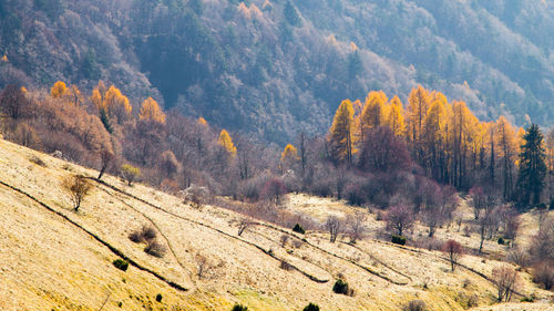 High angle view of trees in forest during autumn