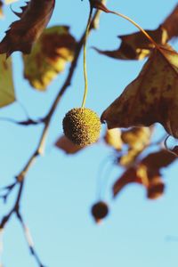 Low angle view of fruits on tree against sky