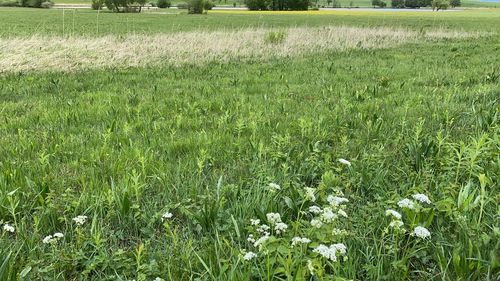 Scenic view of grassy field