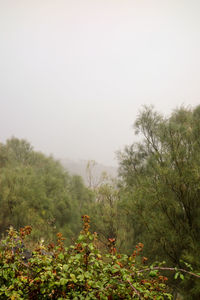 Plants on landscape against clear sky