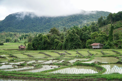 Scenic view of agricultural field against sky