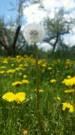 Close-up of yellow flowers blooming in field