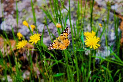 Close-up of butterfly pollinating on yellow flower