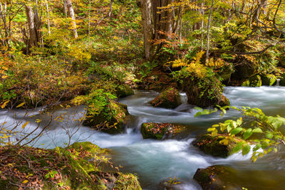 Scenic view of stream flowing in forest