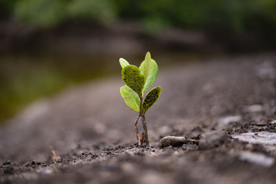 Close-up of small plant growing on land