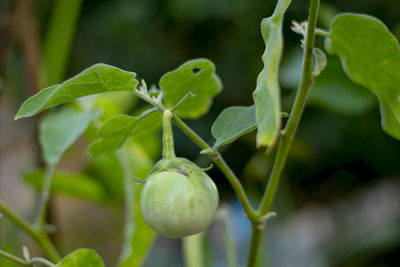 Close-up of fruit on plant