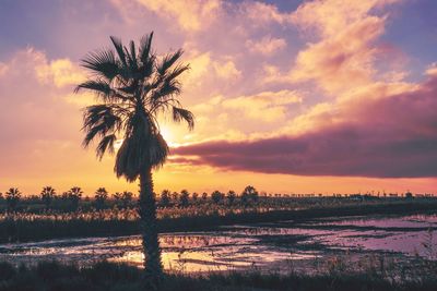 Silhouette palm trees against sky during sunset