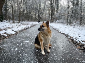 German shepherd dog sitting on the frozen ground in the forest