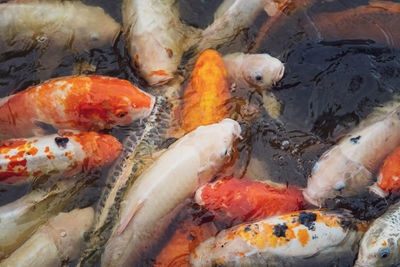 A closeup shot of colourful koi fish in the pond.