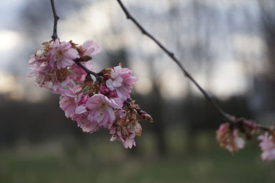 Close-up of pink cherry blossom on tree