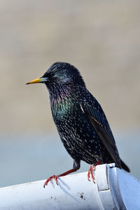 Portrait of a starling perched on a rooftop 