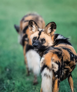 Close-up of dog