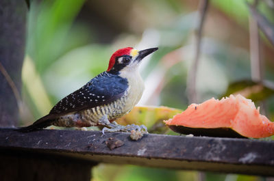 Black-cheeked woodpecker - melanerpes pucherani in puerto viejo de sarapiqui