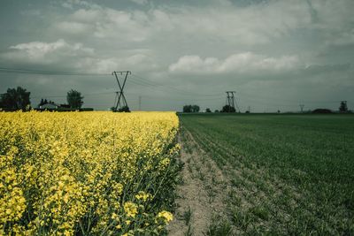 Scenic view of oilseed rape field against sky