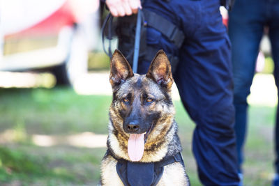 Policeman in uniform on duty with a k9 canine german shepherd police dog