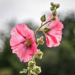 Close-up of pink flowers