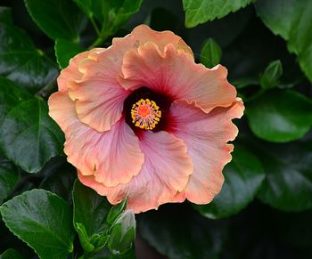 Close-up of pink flower blooming outdoors