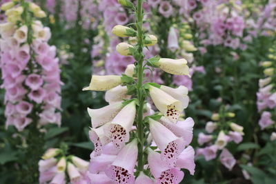 Close-up of pink flowering plant in park