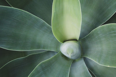 Full frame shot of succulent plant leaves