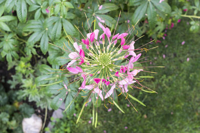 Close-up of pink flowers blooming outdoors