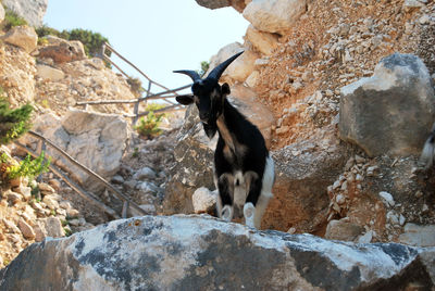Low angle view of goat on rock