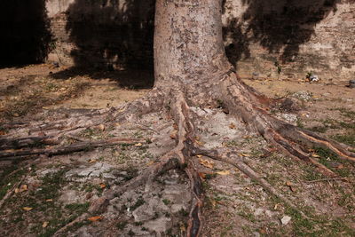 Close-up of tree trunk in forest